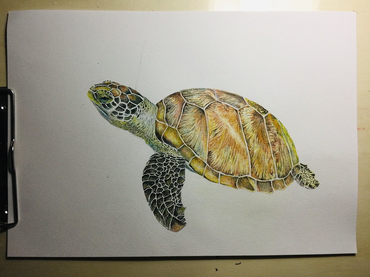 海龟|纯艺术|绘画|艺趣逸趣 - 原创作品 - 站酷 (zcool)