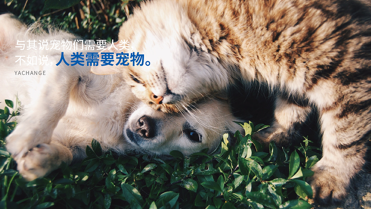 LOGO 宠物LOGO设计 猫粮包装 宠物品牌设计 vi vi设计(图ZMjYwNTYwMzAw) - Logo - 站酷设计师郑昌洪品牌vi包装原创素材 - 站酷ZCOOL