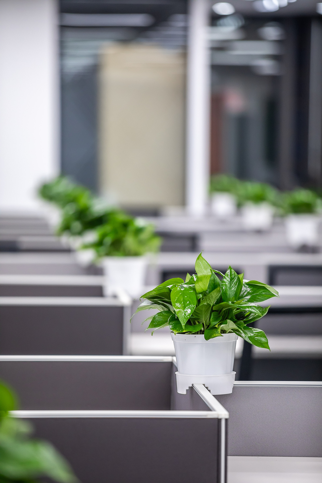 佳能（中国）完工照片