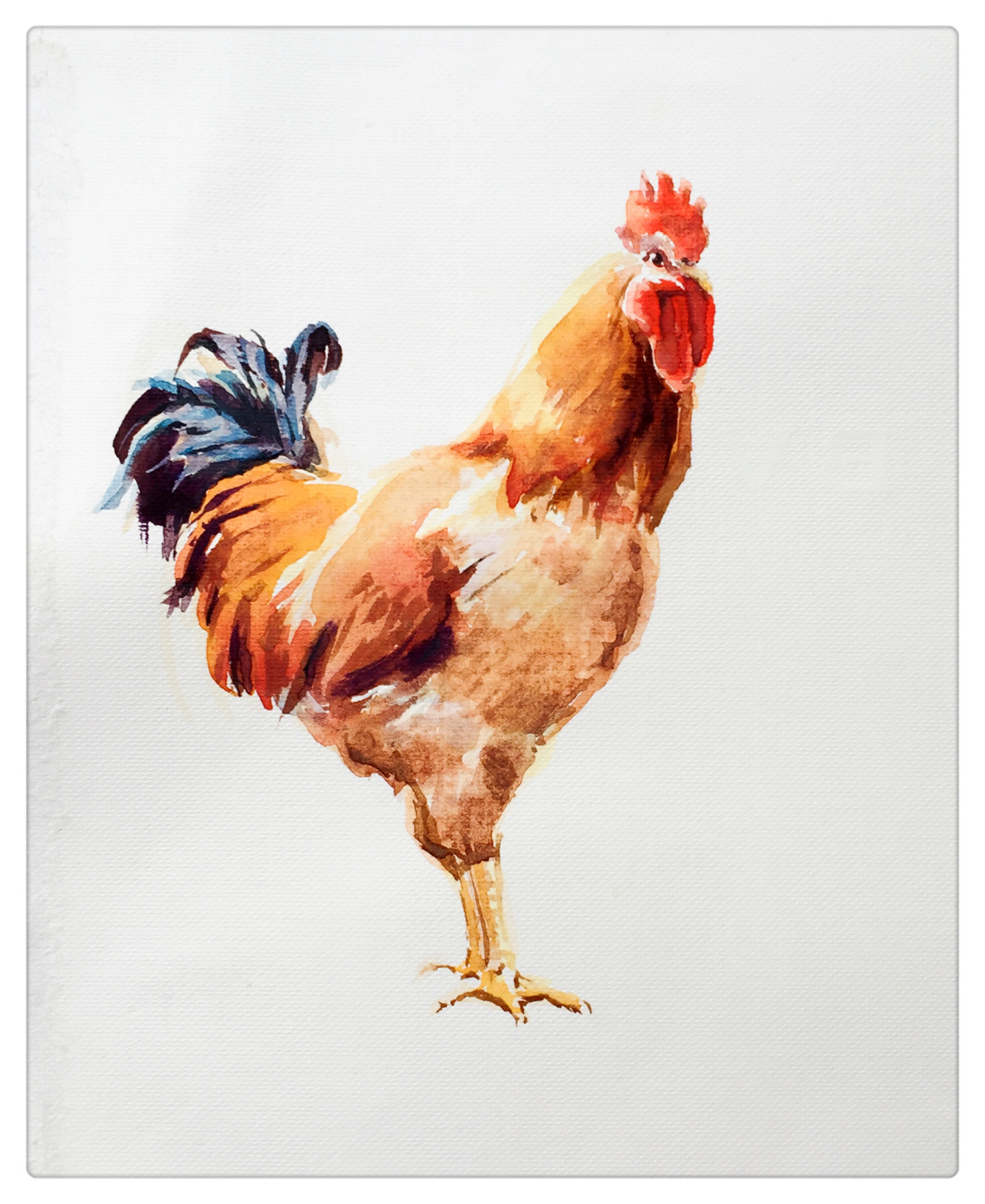 《朝啼催奋新一年》近日水彩动物练习(一)