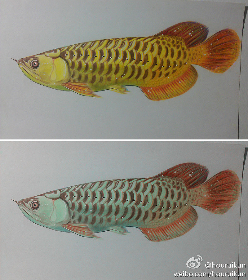 龙鱼（图ZODc1NTg4NA==） - 绘画 - 站酷设计师houruikun原创素材 - 站酷ZCOOL