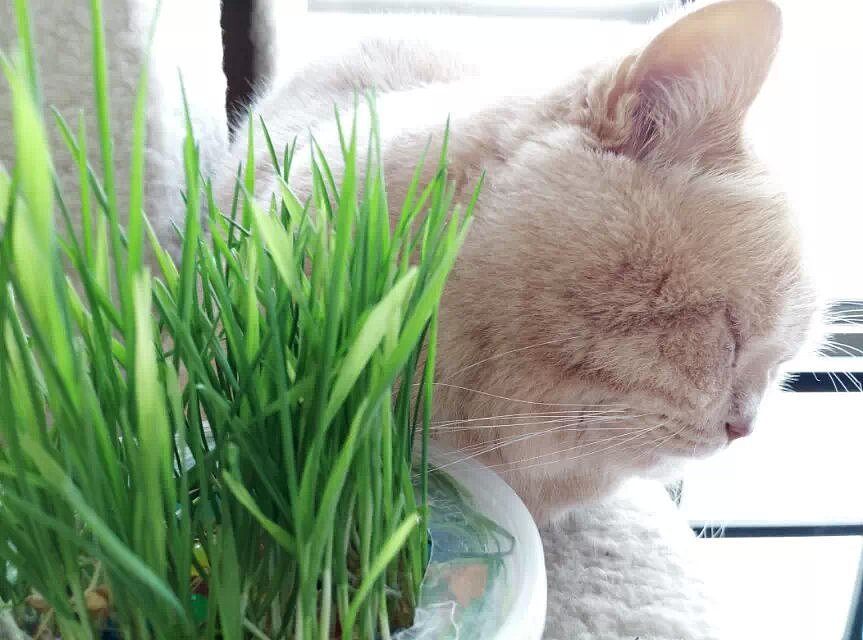 英国逗逼短毛猫poppin（图ZMjU1NTkwOTY=） - 宠物摄影 - 站酷设计师黎小含原创素材 - 站酷ZCOOL
