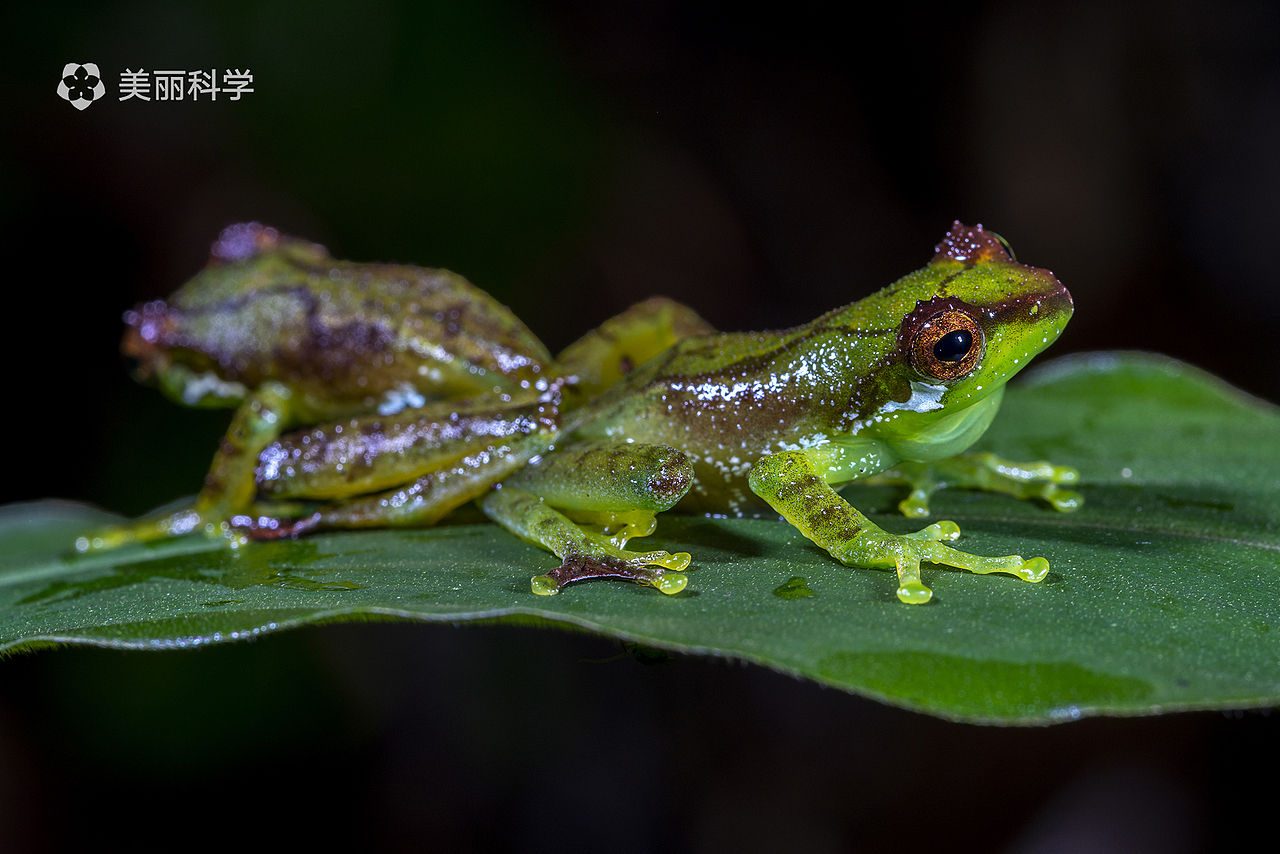 两只雄性黑眼睑纤树蛙在树叶上逗留.