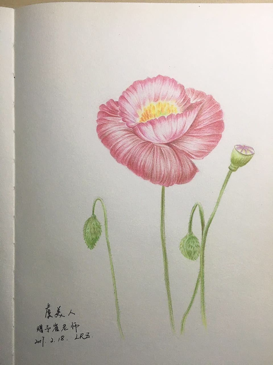 【彩铅2017】一些花卉的练习