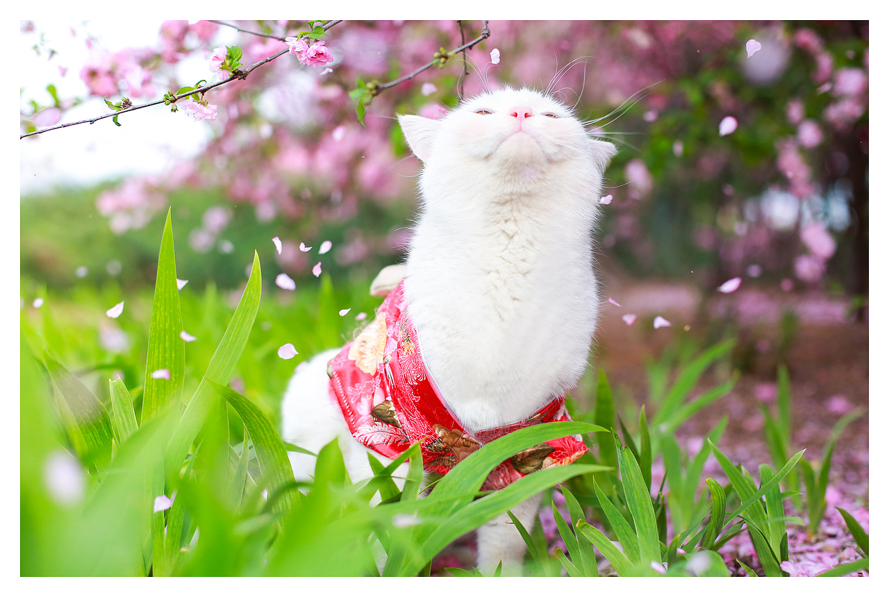 东方不败（图ZNTA3MzY0NDA=） - 宠物摄影 - 站酷设计师l784028626原创素材 - 站酷ZCOOL