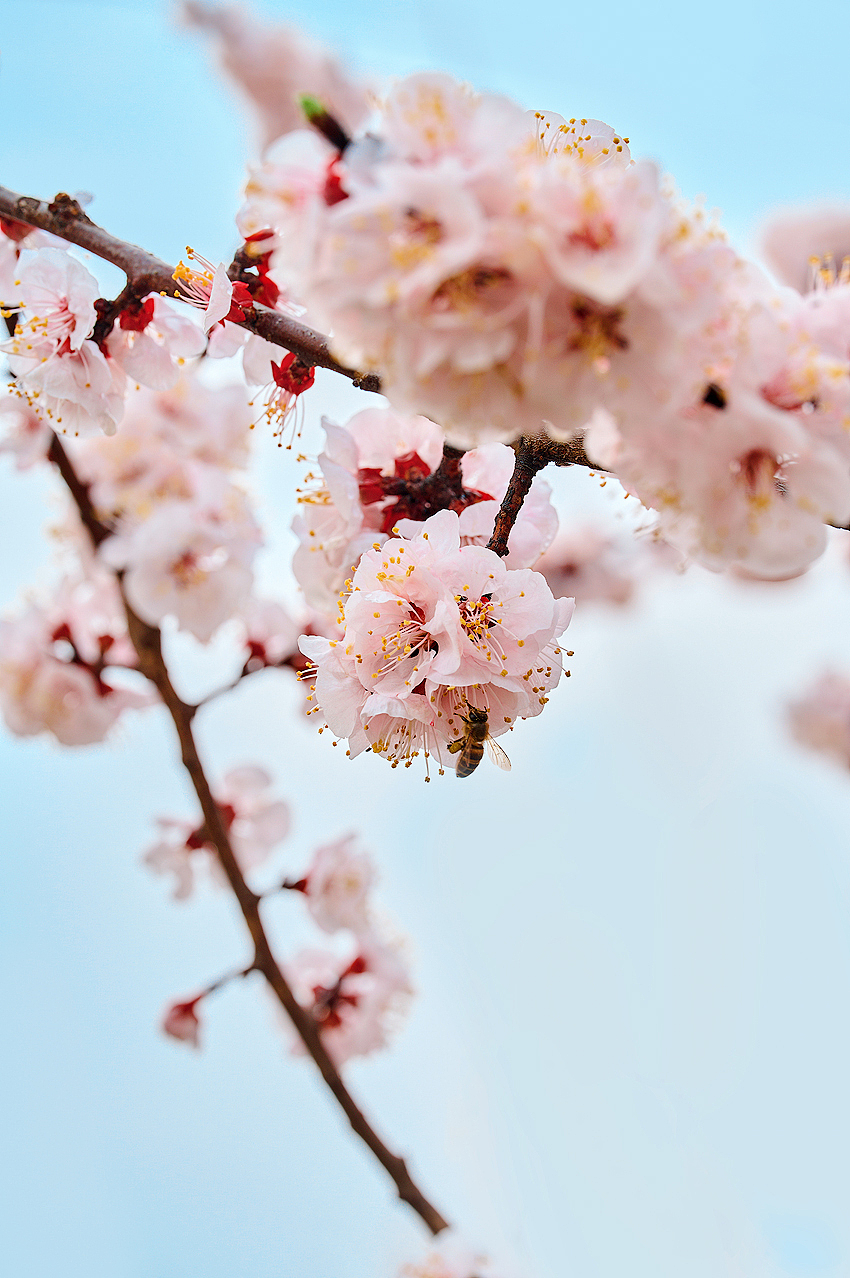 春花集/桃花 /静物摄影（图ZMjkyNjk5NDQw） - 风光摄影 - 站酷设计师六悦古风妆造摄影原创素材 - 站酷ZCOOL