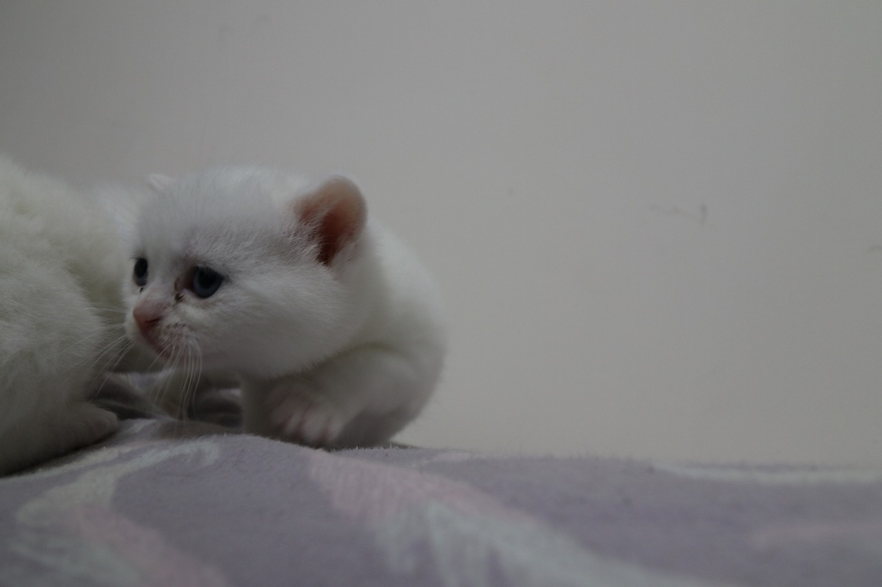 猫 161-英短-纯白-母-五粉-头无灰色毛-23-405g（图ZMjA4NjA2Nzky） - 宠物摄影 - 站酷设计师沐米猫舍原创素材 - 站酷ZCOOL