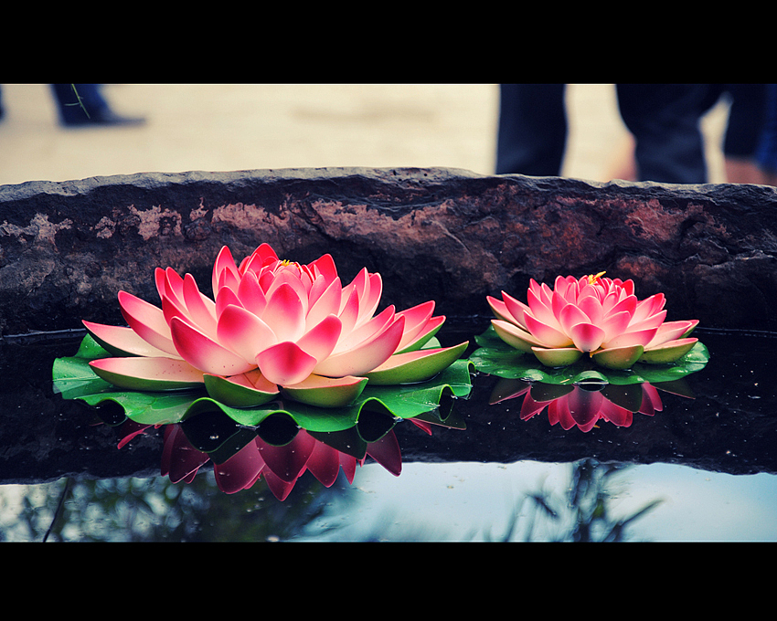 假花。也是花。只不過是假的而已，（圖ZMTA2MTQ5Mg==） - 風(fēng)光攝影 - 站酷設(shè)計師Only_two原創(chuàng)素材 - 站酷ZCOOL