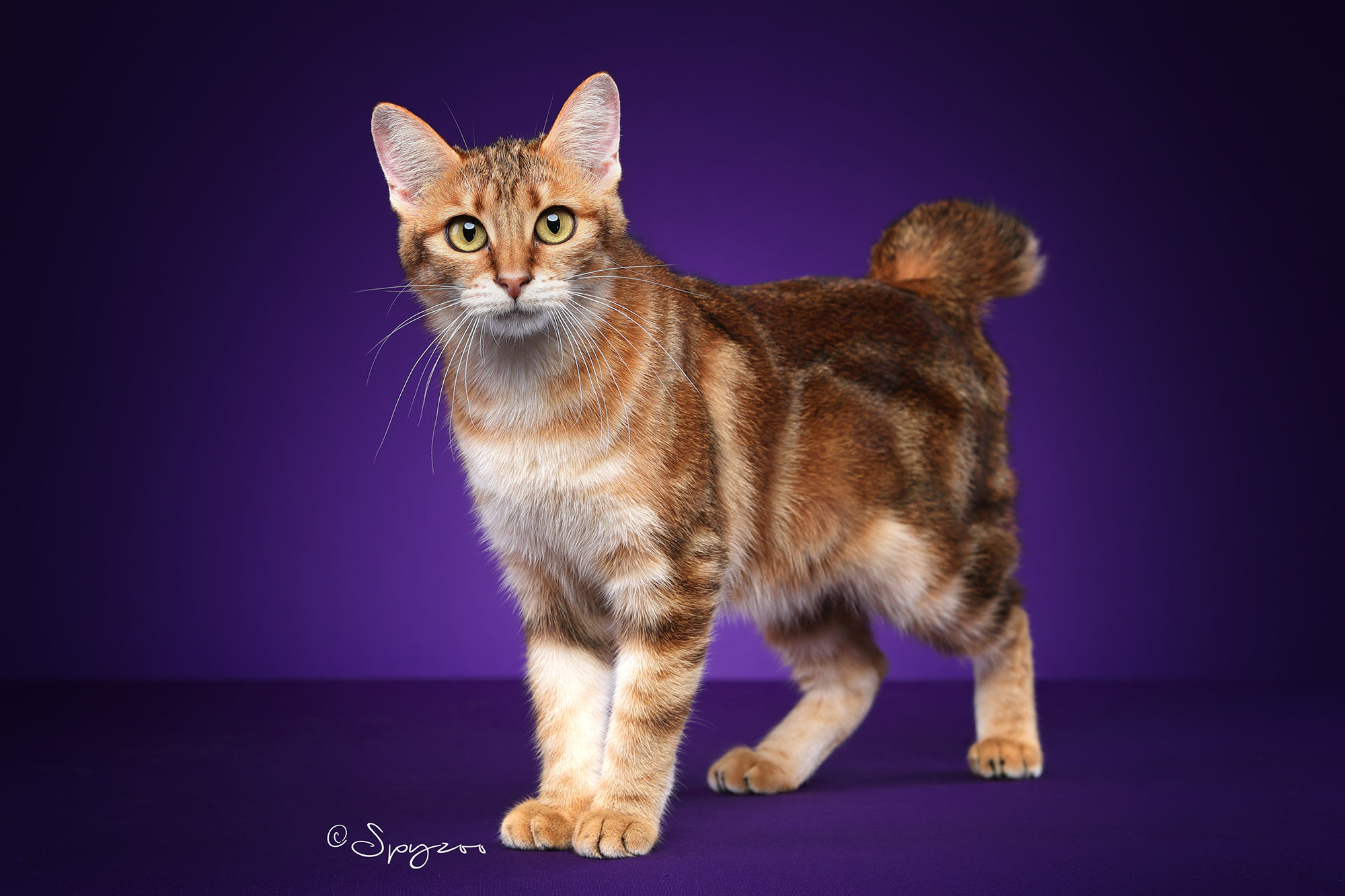 spyzoo大连wcf现场拍摄的千岛短尾猫