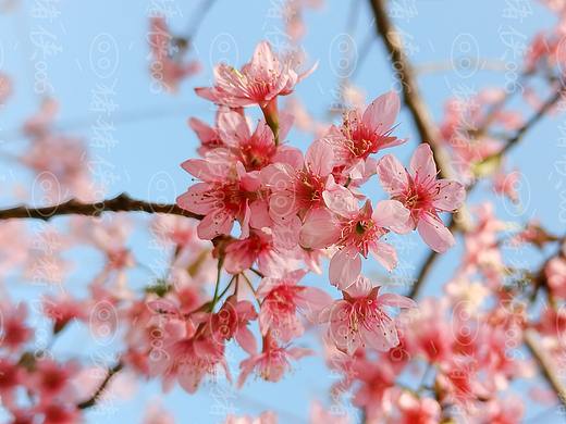 桃花朵朵開（個人主頁-ZNTM2MTM0MDQ=） - 風光攝影 - 站酷設計師咩咩設計工作室原創(chuàng)素材 - 站酷ZCOOL