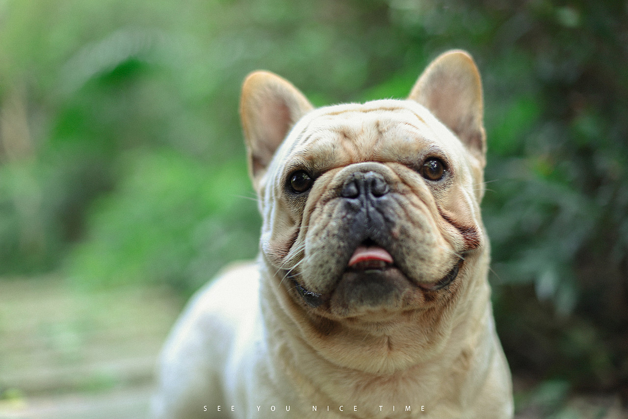 宠物摄影 法国斗牛犬