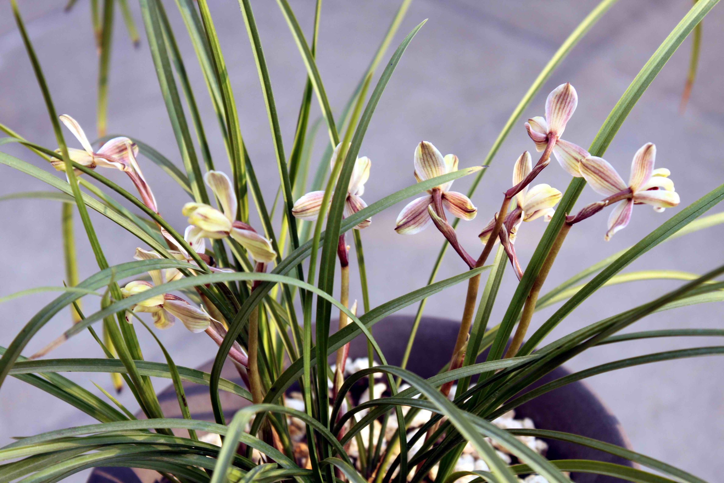 【莲瓣兰】滇梅