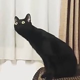 litchiYevil的头像