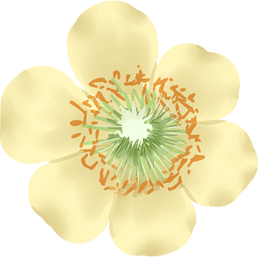 奇异果/猕猴桃（图ZMjc2NTUxNzky） - 商业插画 - 站酷设计师水浅葱7原创素材 - 站酷ZCOOL