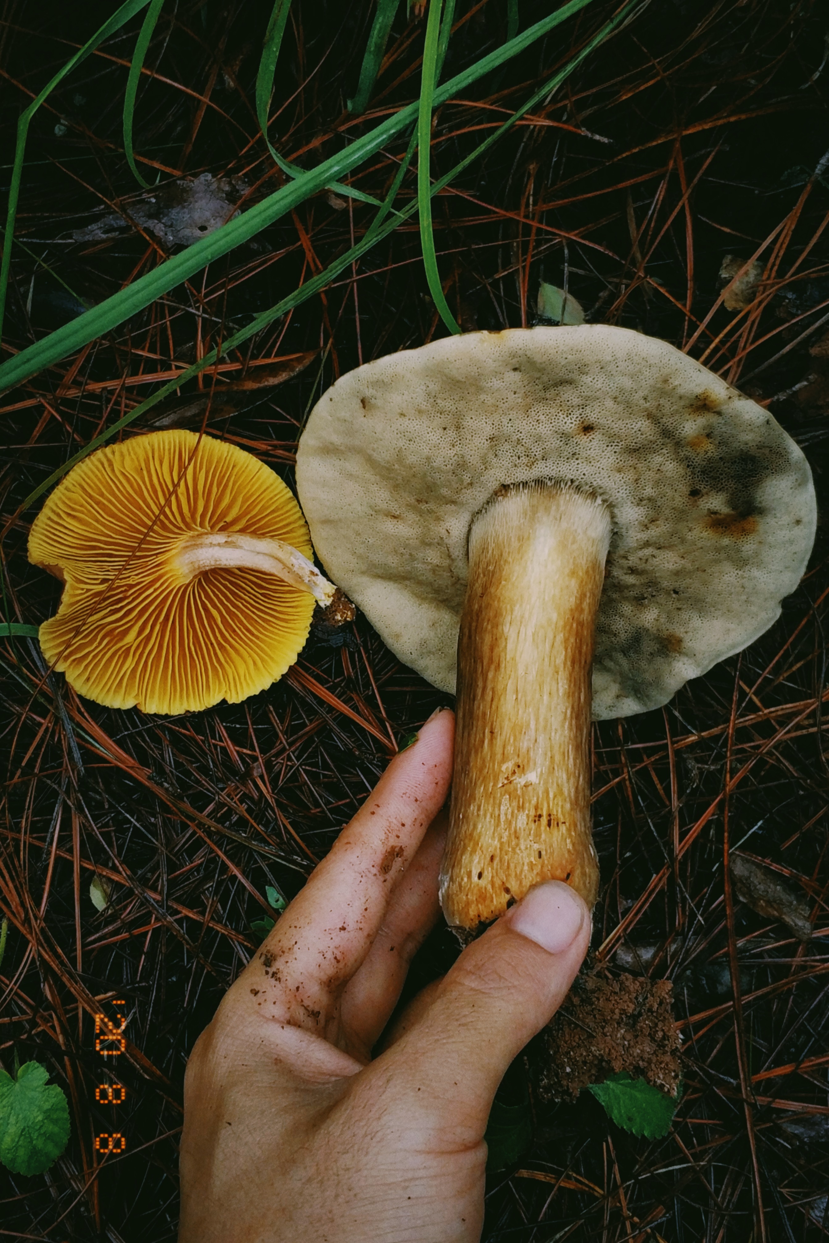 云南野生菌随拍