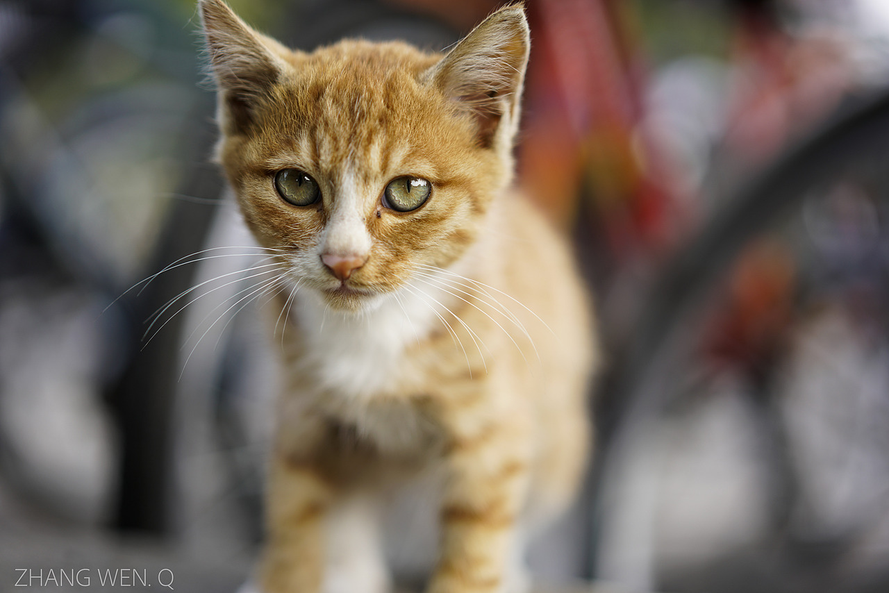 猫来自东南大学