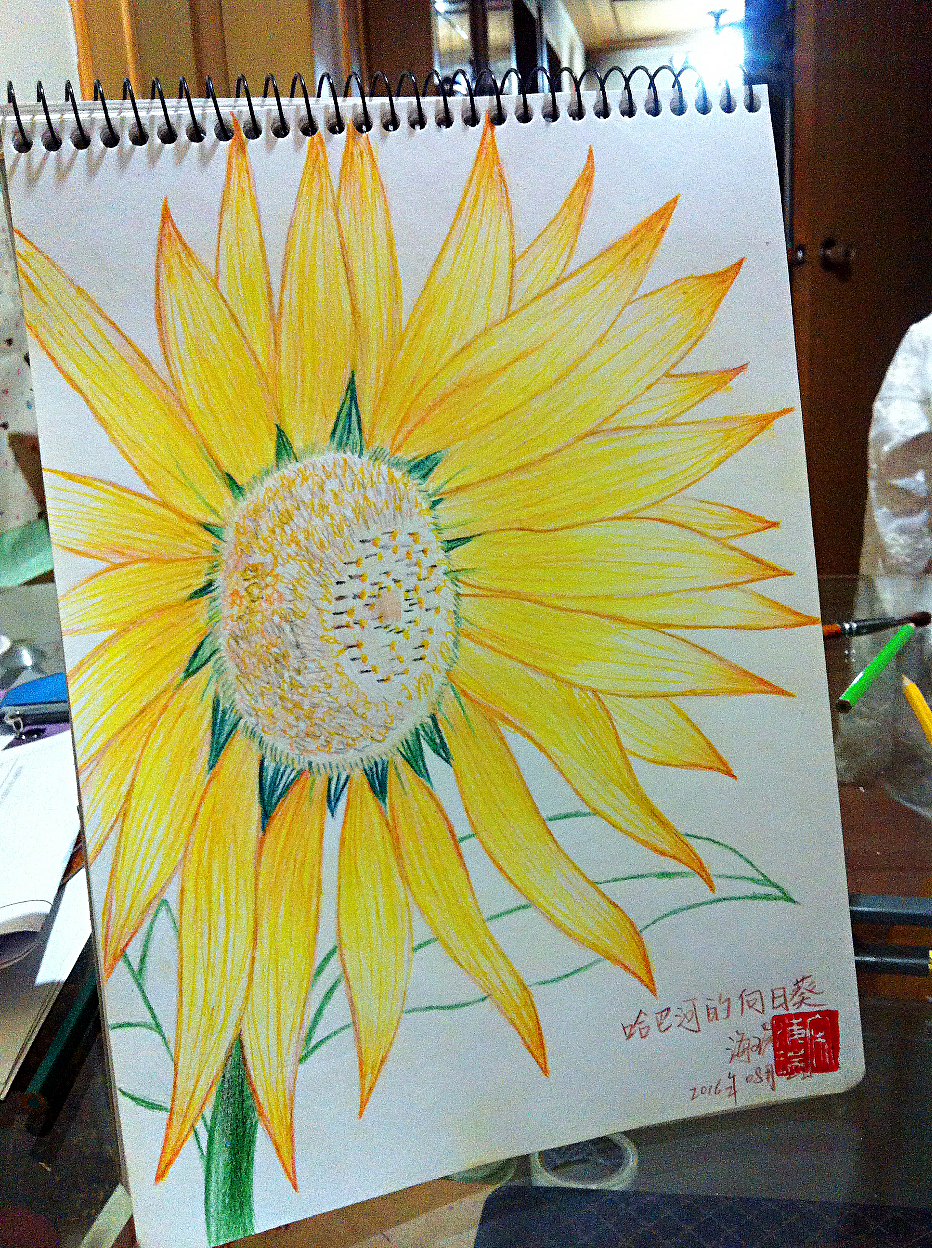 2016_08_22向阳 哈巴河的向日葵