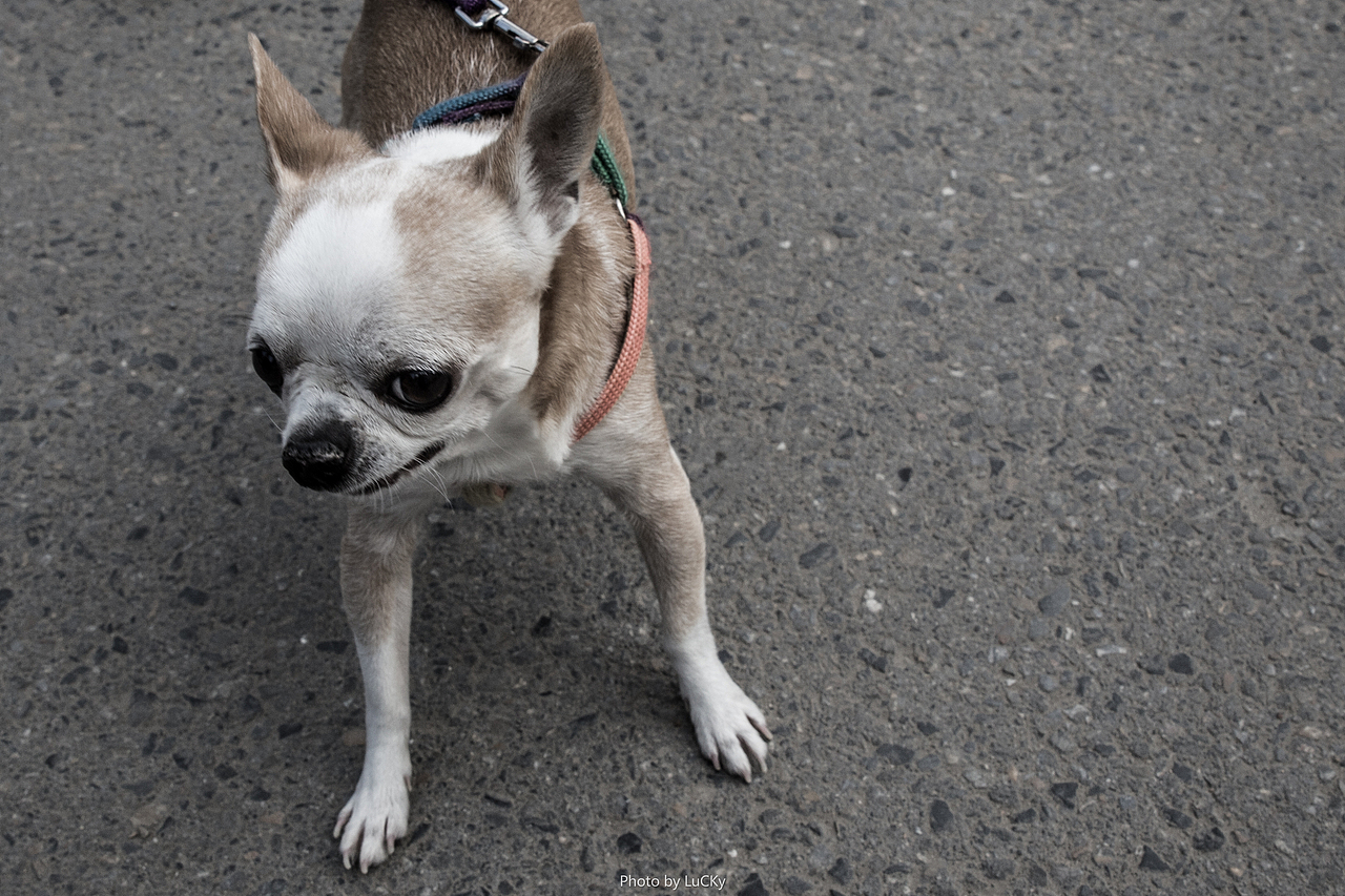 整理·北京胡同（图ZMTMyOTI1NTgw） - 人文/纪实摄影 - 站酷设计师1ucky原创素材 - 站酷ZCOOL