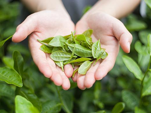 茶叶是大自然的味道-茶园摄影