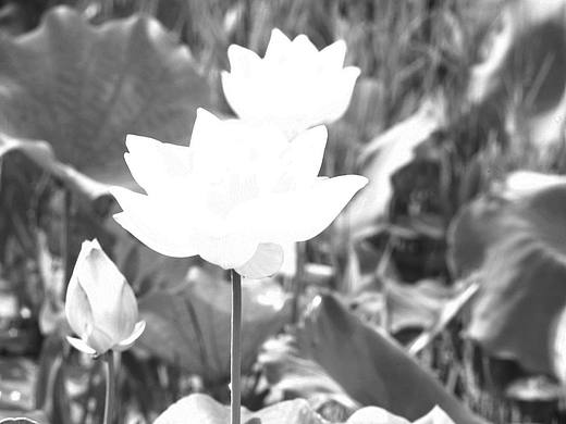 哈苏数码相机数字镜头拍荷花