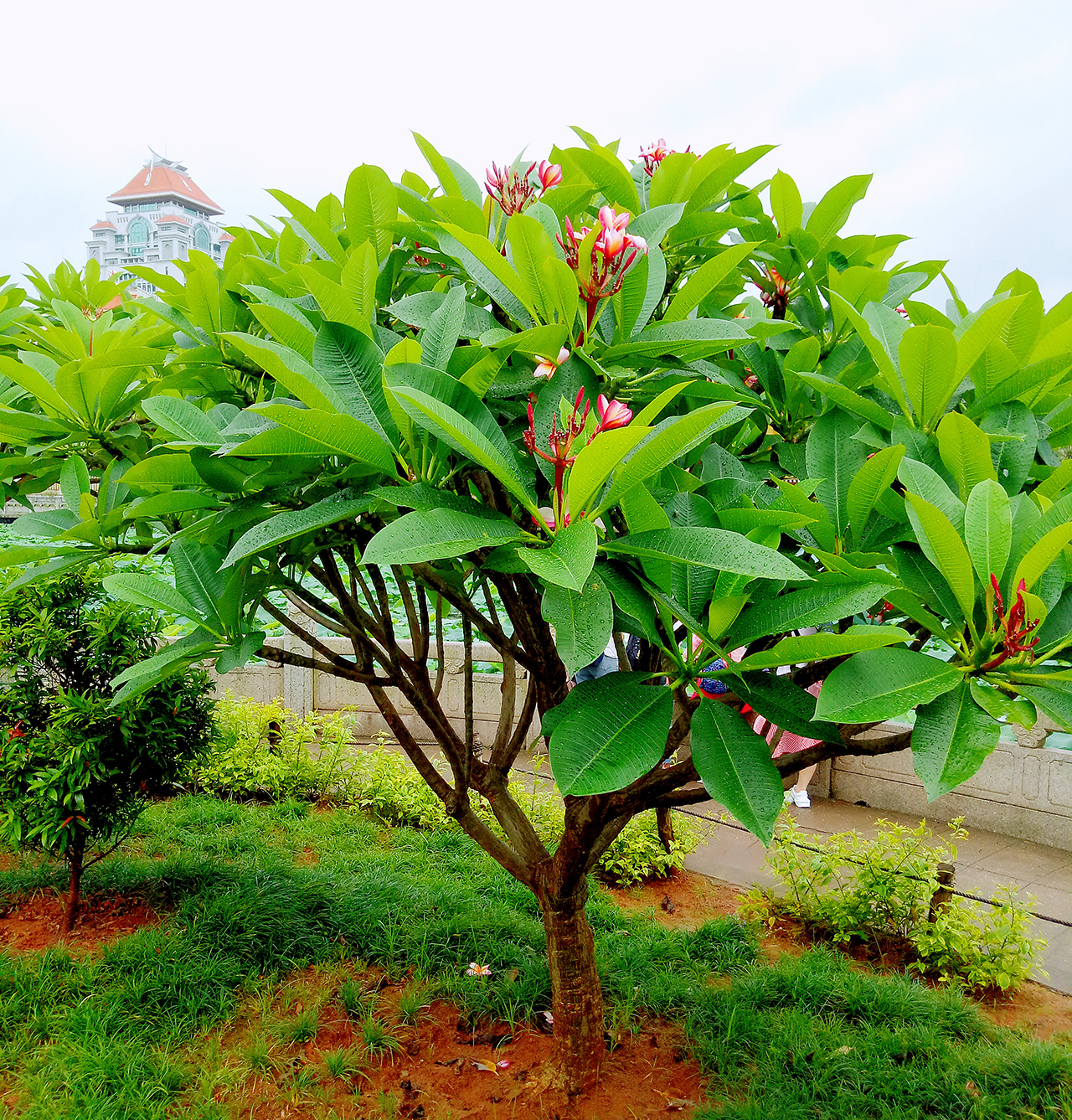 中间的湖就是最为人熟知的"芙蓉湖"了.一定要去看看,需提前预约.