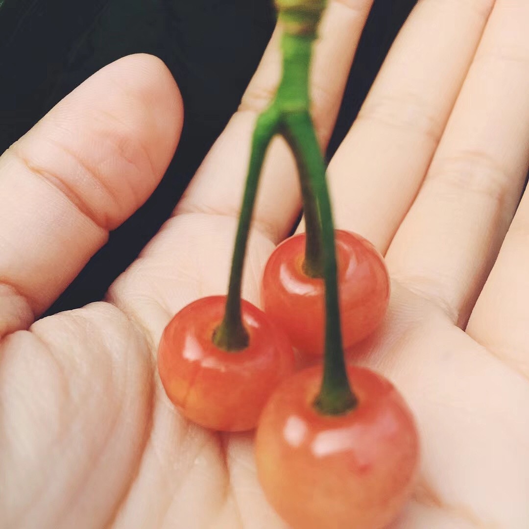 初夏的小果园（图ZMTM3NTA2MzUy） - 风光摄影 - 站酷设计师屁话大王ayao原创素材 - 站酷ZCOOL