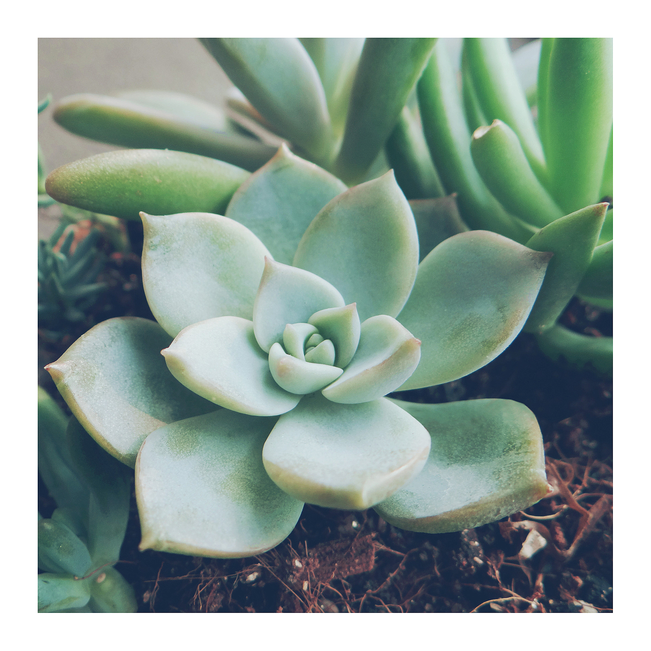 白牡丹 < 惟有牡丹真国色,开花时节动京城>