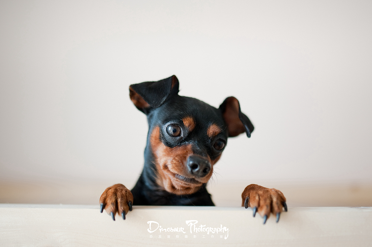 【恐龙】宠物摄影2月上半月拍摄作品