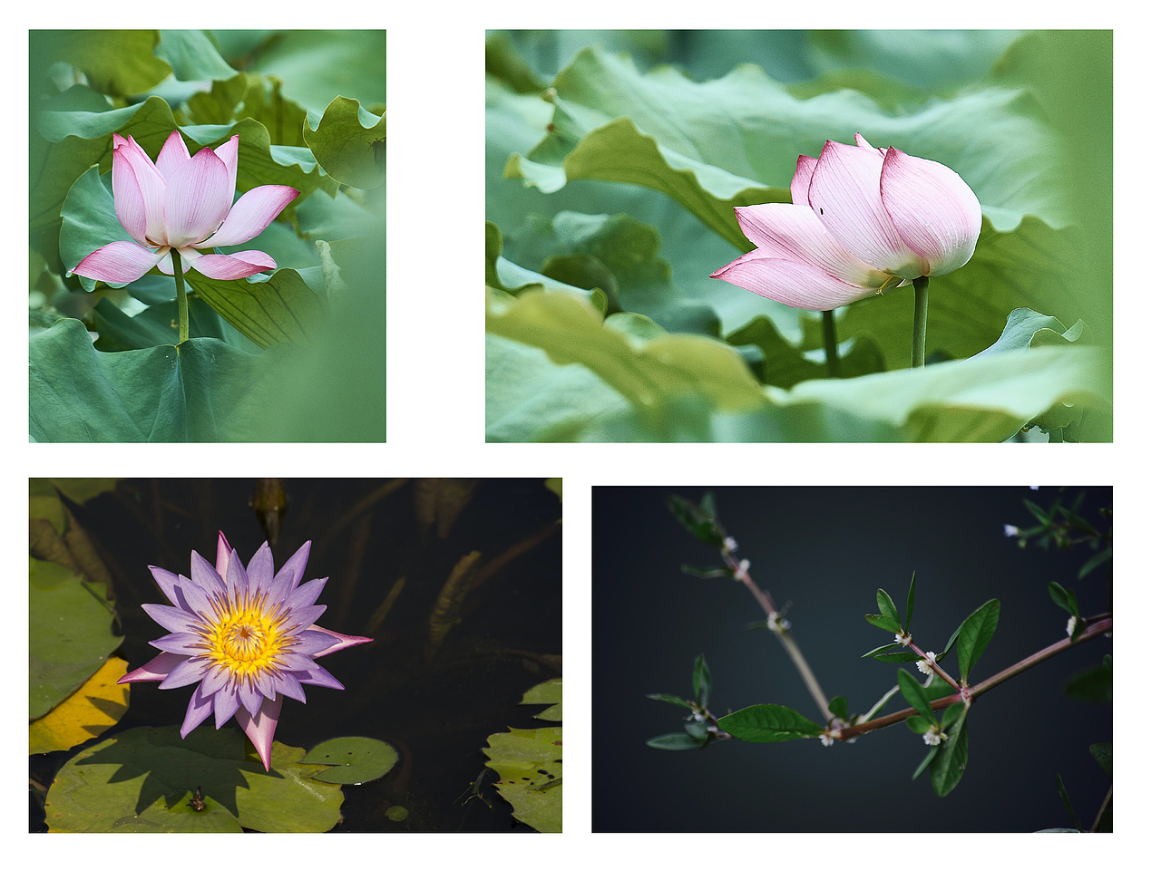 摄影作品集（图ZMTczNjY3MjM2） - 其他摄影 - 站酷设计师top拓扑设计原创素材 - 站酷ZCOOL