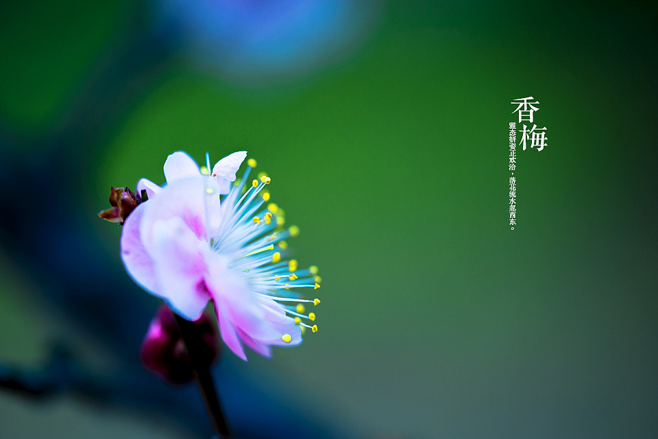 香梅[大年初二]