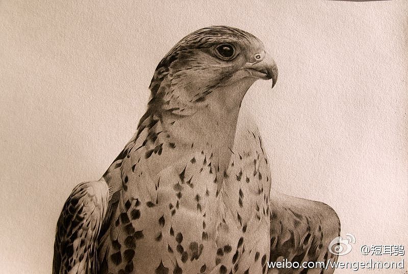 动物素描-猎隼_翁哲画动物-站酷zcool