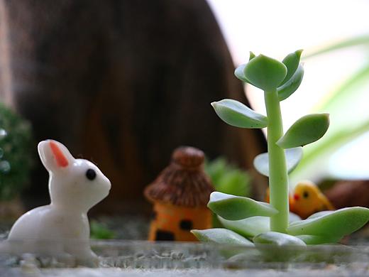 多肉家族 植物趣玩