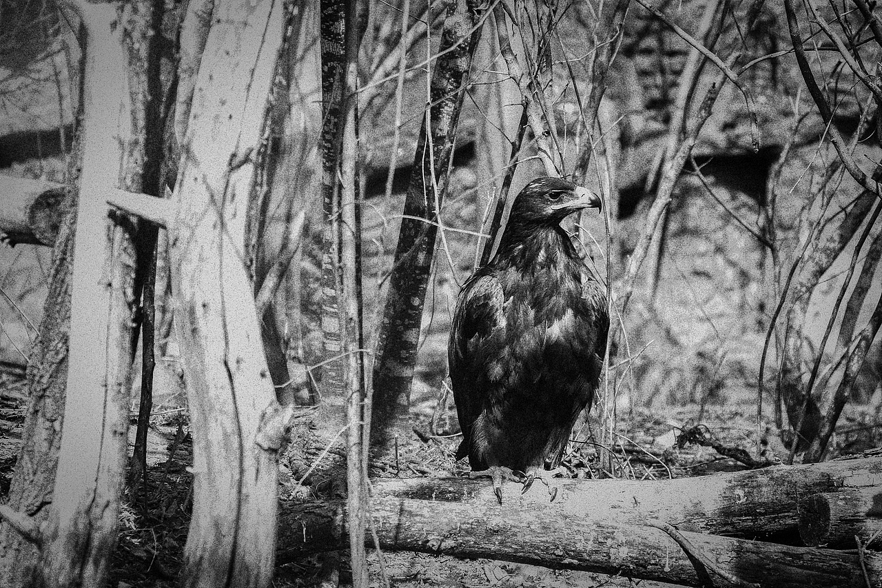 《北京动物园》略伤感（图ZMTA1MzM2NTA4） - 宠物摄影 - 站酷设计师不是扶桑原创素材 - 站酷ZCOOL