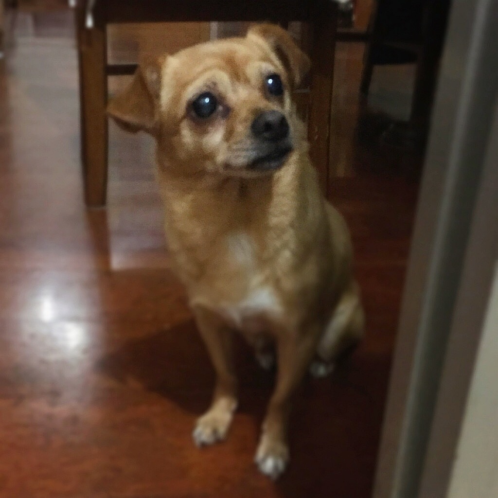 炫狗狂魔（图ZMTA1MDQ3NzE2） - 宠物摄影 - 站酷设计师NeverF原创素材 - 站酷ZCOOL