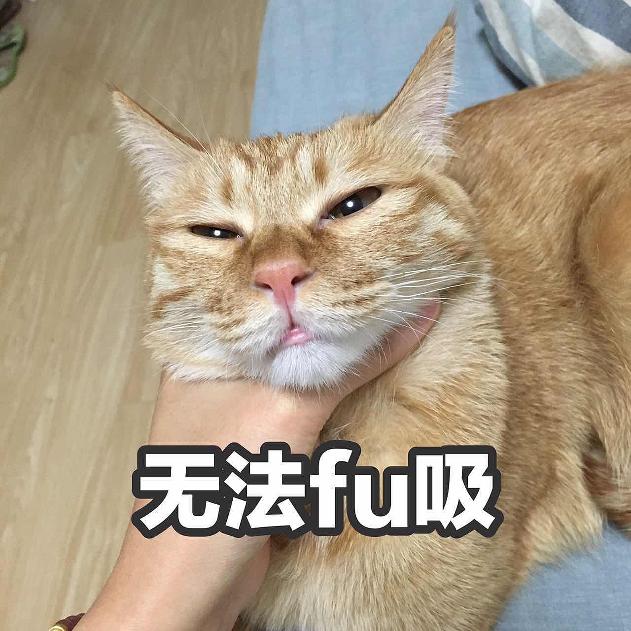 菜刀眼黄豆芽的日常（图ZODEwMzc0MDA=） - 宠物摄影 - 站酷设计师violasean原创素材 - 站酷ZCOOL