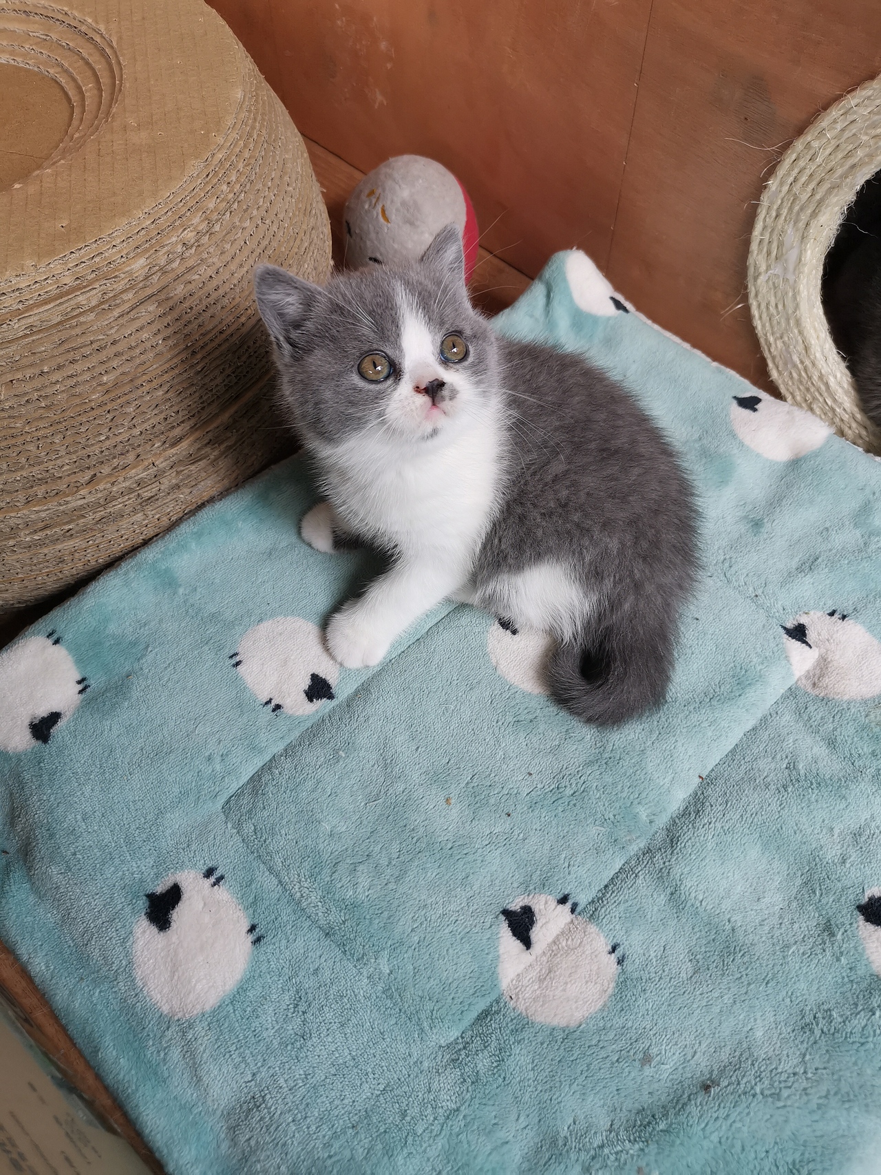 沐米猫舍 英短猫 编号113:英短蓝白色五粉 猫咪