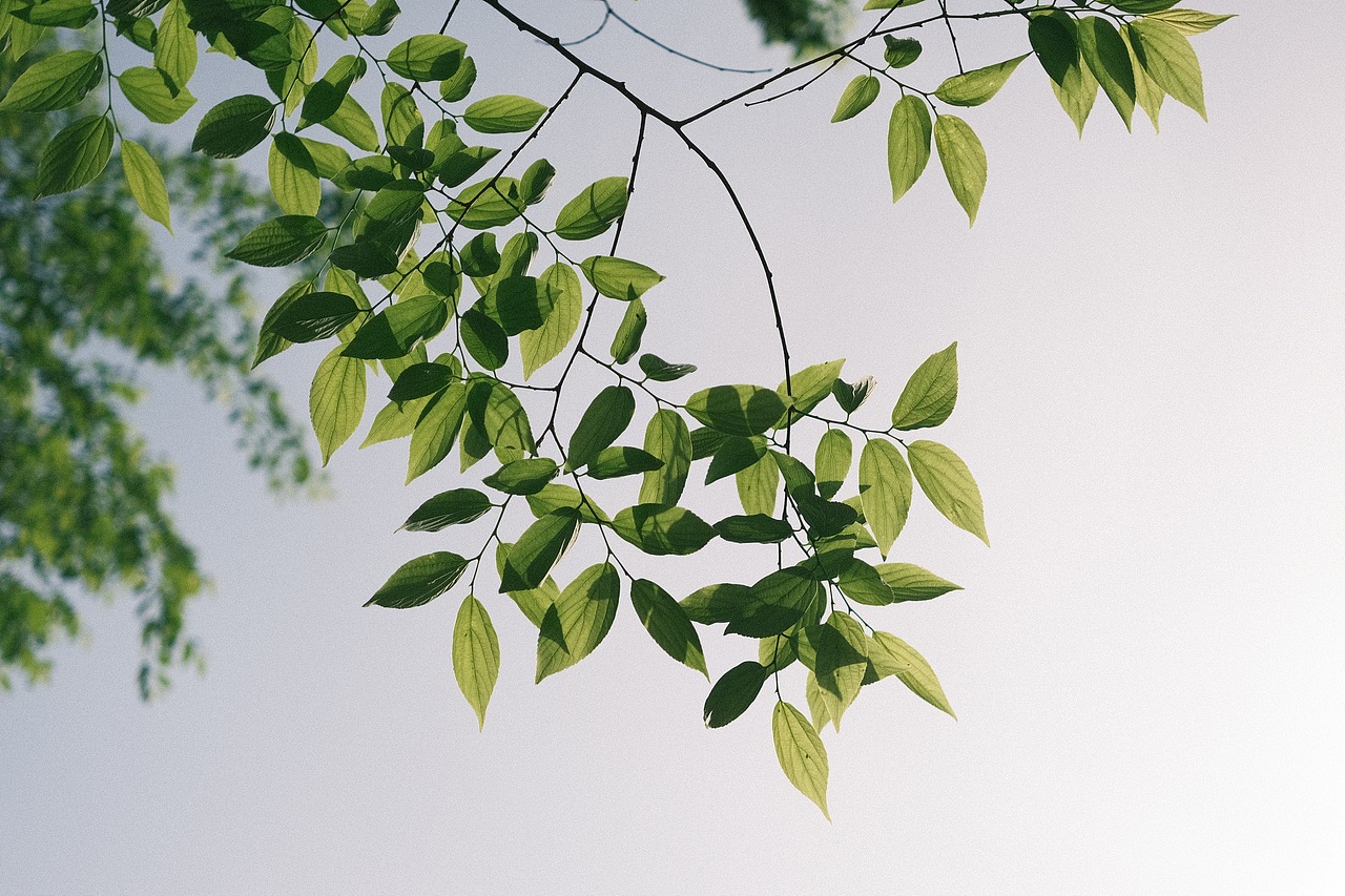 春报（图ZMjk1Mjg5MTQw） - 风光摄影 - 站酷设计师wai波波原创素材 - 站酷ZCOOL