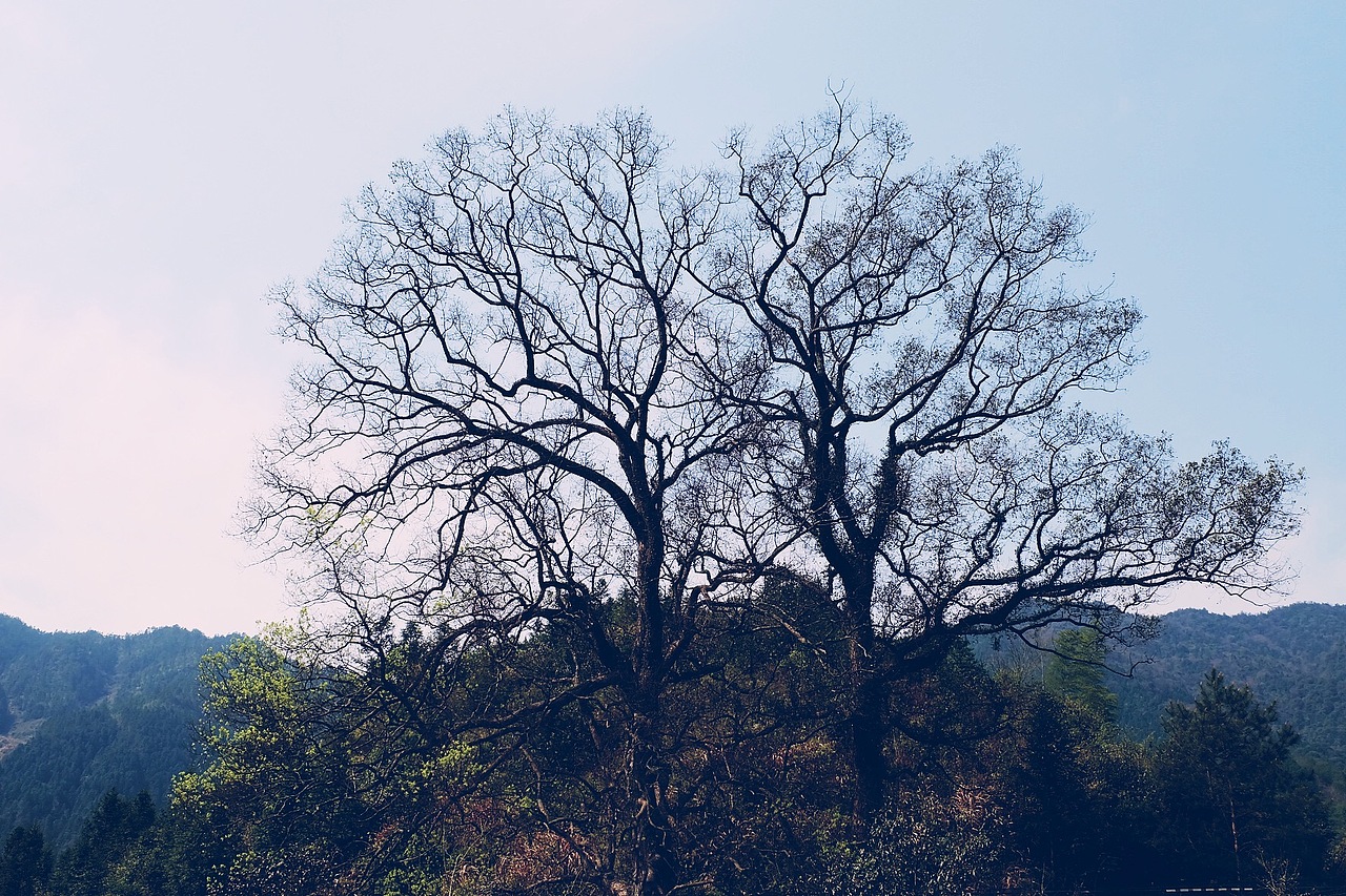 最美油菜花儿－江西婺源2016（图ZNDUyNzk2MjQ=） - 风光摄影 - 站酷设计师CherryCheng原创素材 - 站酷ZCOOL