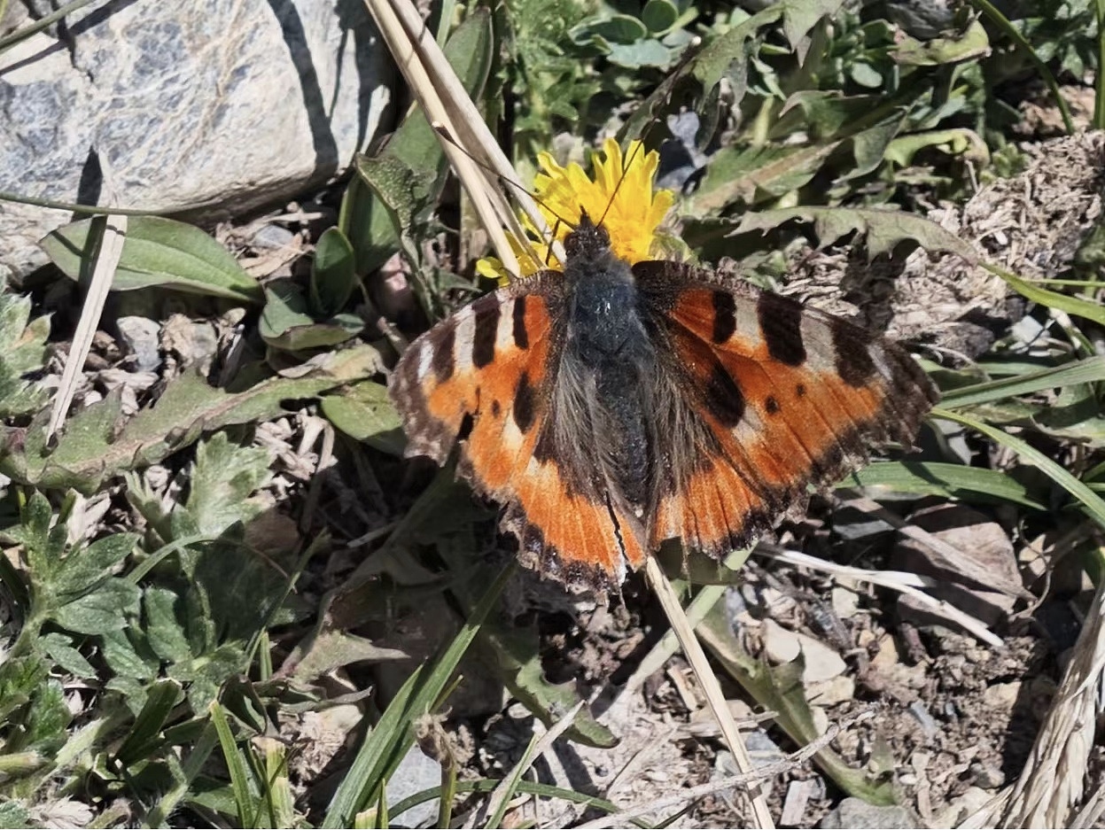 植物与昆虫朋友们！