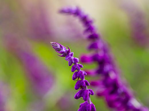 花（个人主页-ZNDczNDE4NTI=） - 风光摄影 - 站酷设计师老杜头原创素材 - 站酷ZCOOL