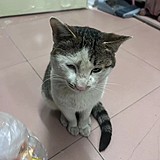 用戶頭像