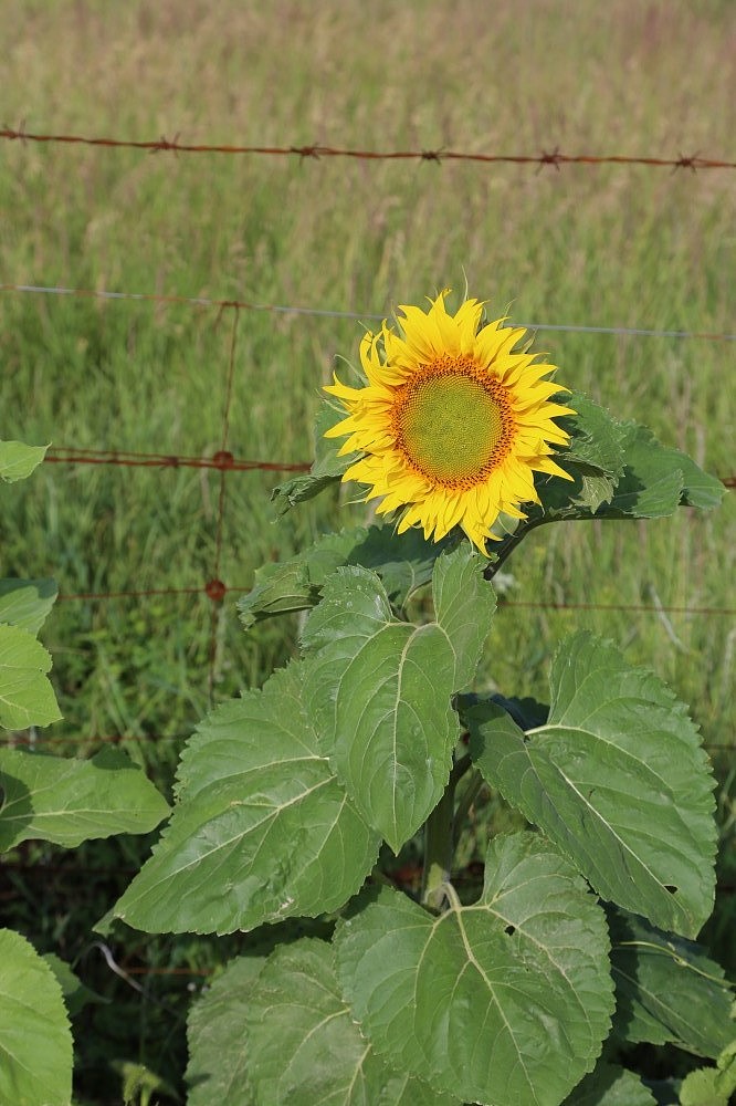 向日葵（图ZMTExMjUyMTY=） - 产品摄影 - 站酷设计师行走的音符原创素材 - 站酷ZCOOL