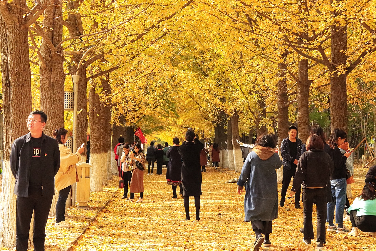 辽东学院南校区银杏大道（图ZMTgyNzQ4Mzgw） - 风光摄影 - 站酷设计师我懵懂了原创素材 - 站酷ZCOOL