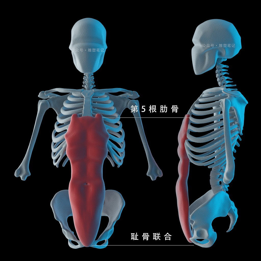 躯干肌肉（图ZMjc2NzY0NTUy） - 人物/生物 - 站酷设计师雕塑笔记原创素材 - 站酷ZCOOL