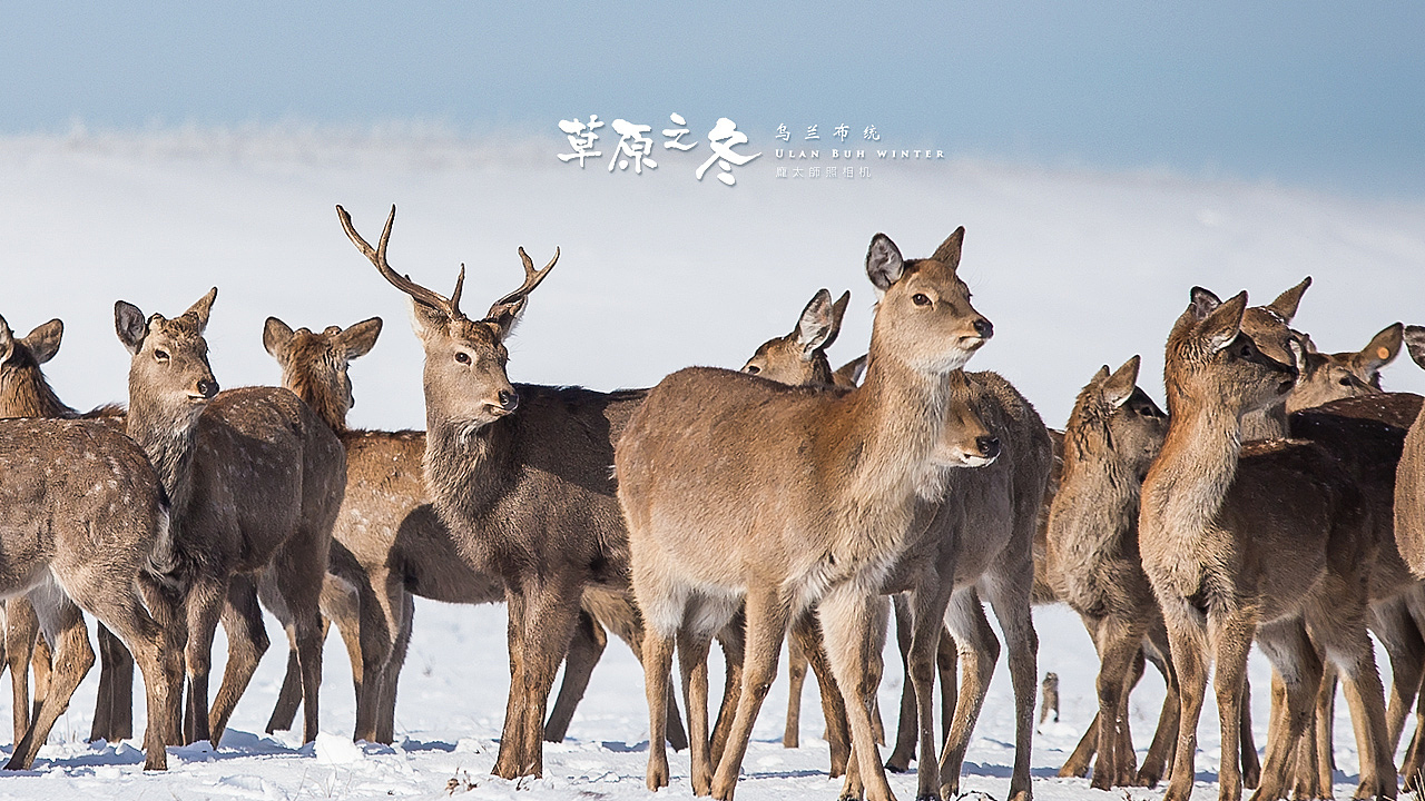 草原之冬 乌兰布统（图ZMzkxNjQ4ODA=） - 风光摄影 - 站酷设计师ppptttsss原创素材 - 站酷ZCOOL