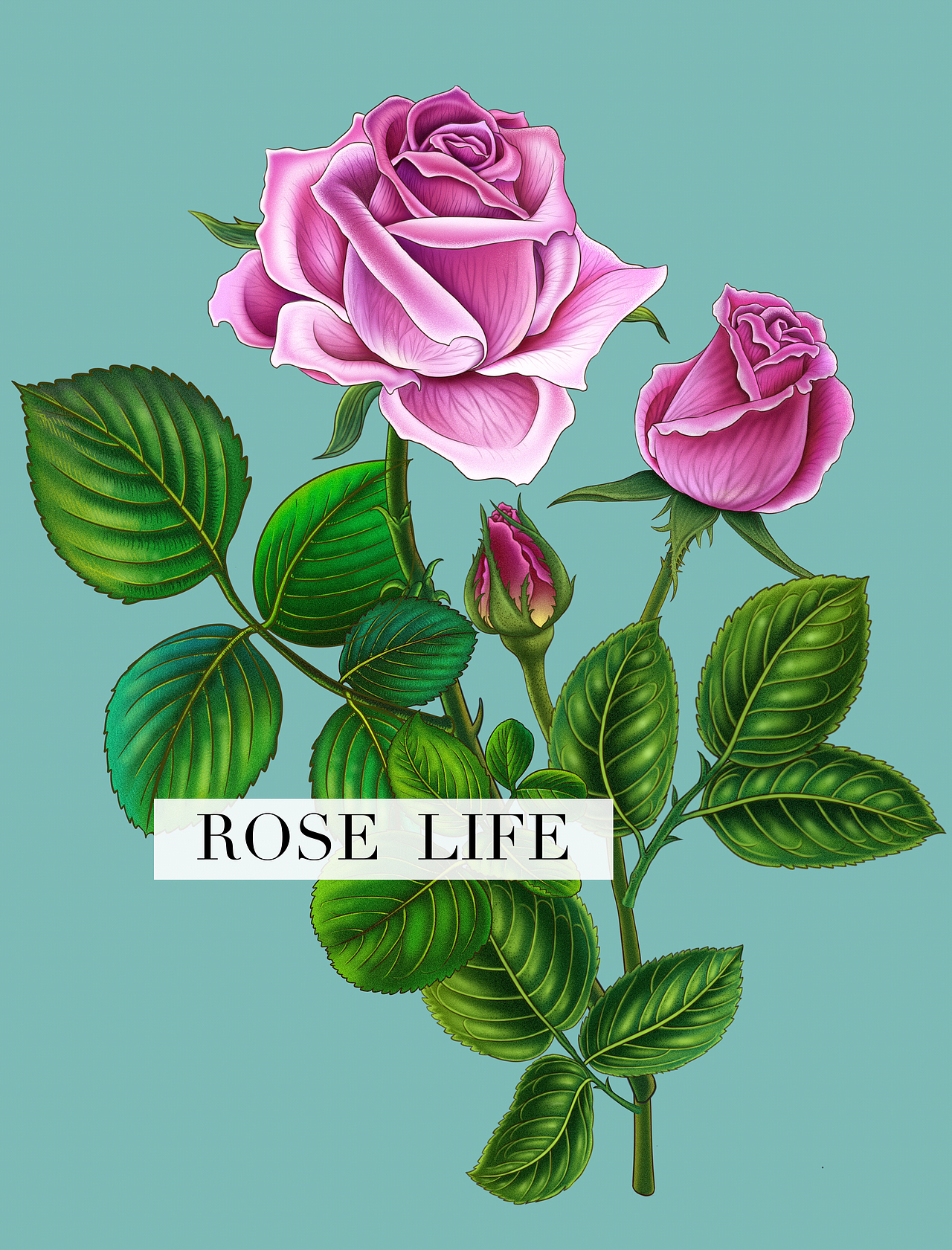 商业插画 写实花卉画法