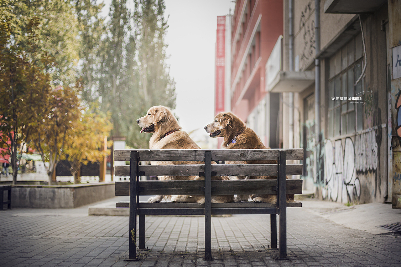 宠物摄影师dante