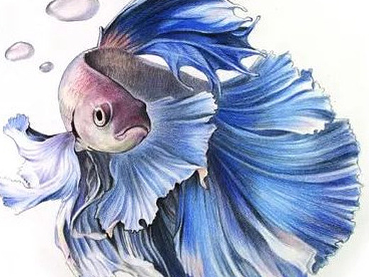 彩色铅笔画步骤教程:泰国斗鱼的画法