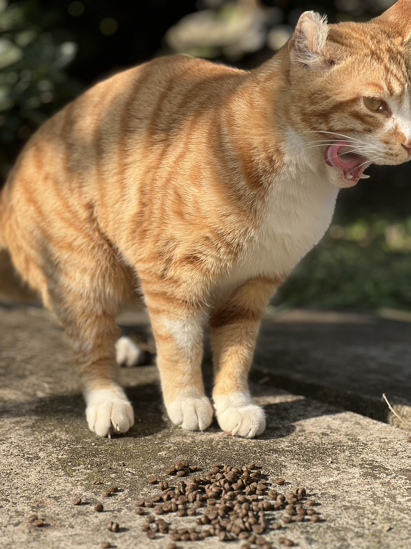 摄影作品（图ZMzY0NzM3NDA4） - 宠物摄影 - 站酷设计师丝易露原创素材 - 站酷ZCOOL