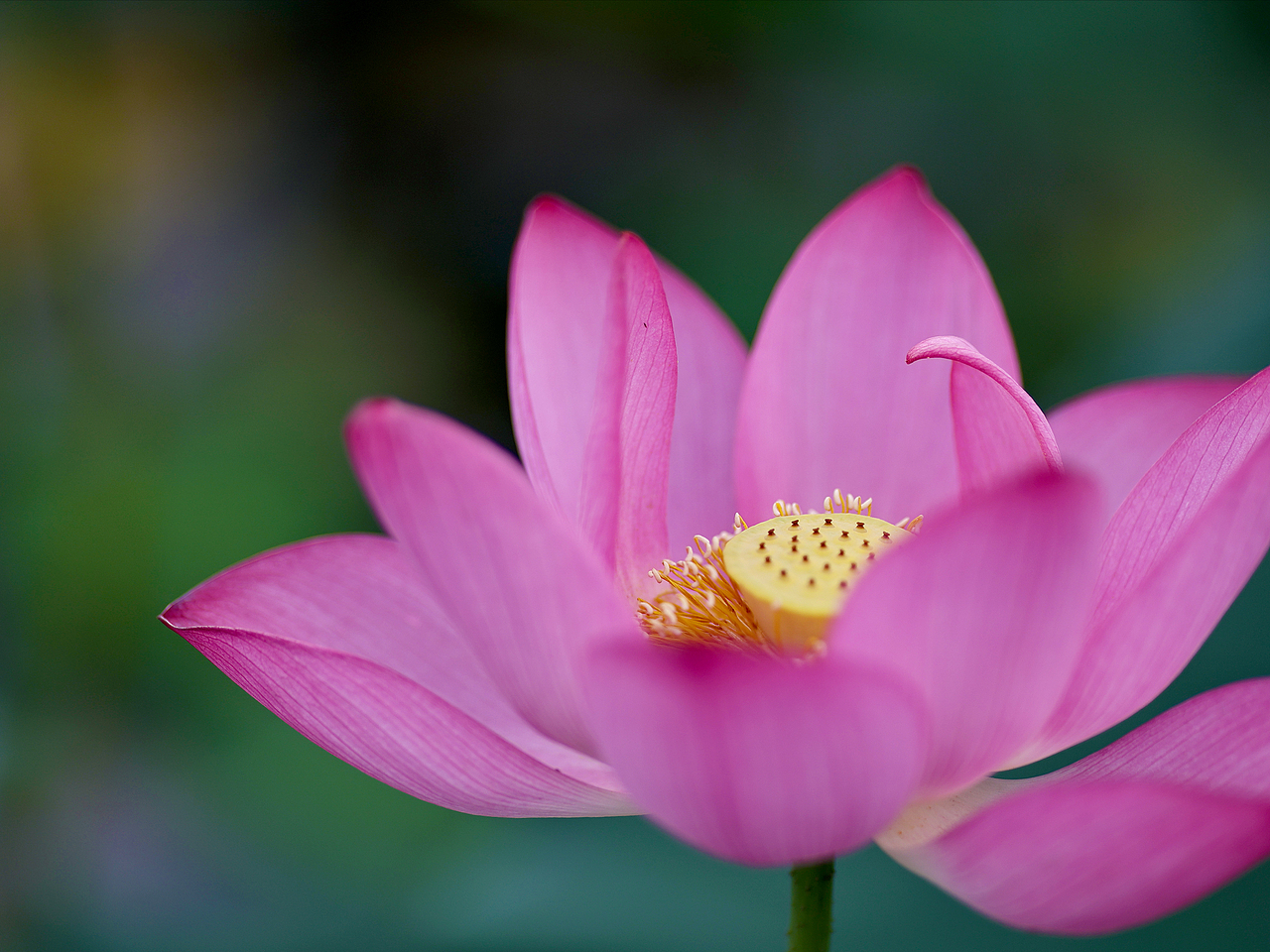 [游玩] 夏日觉醒：新津千亩荷塘